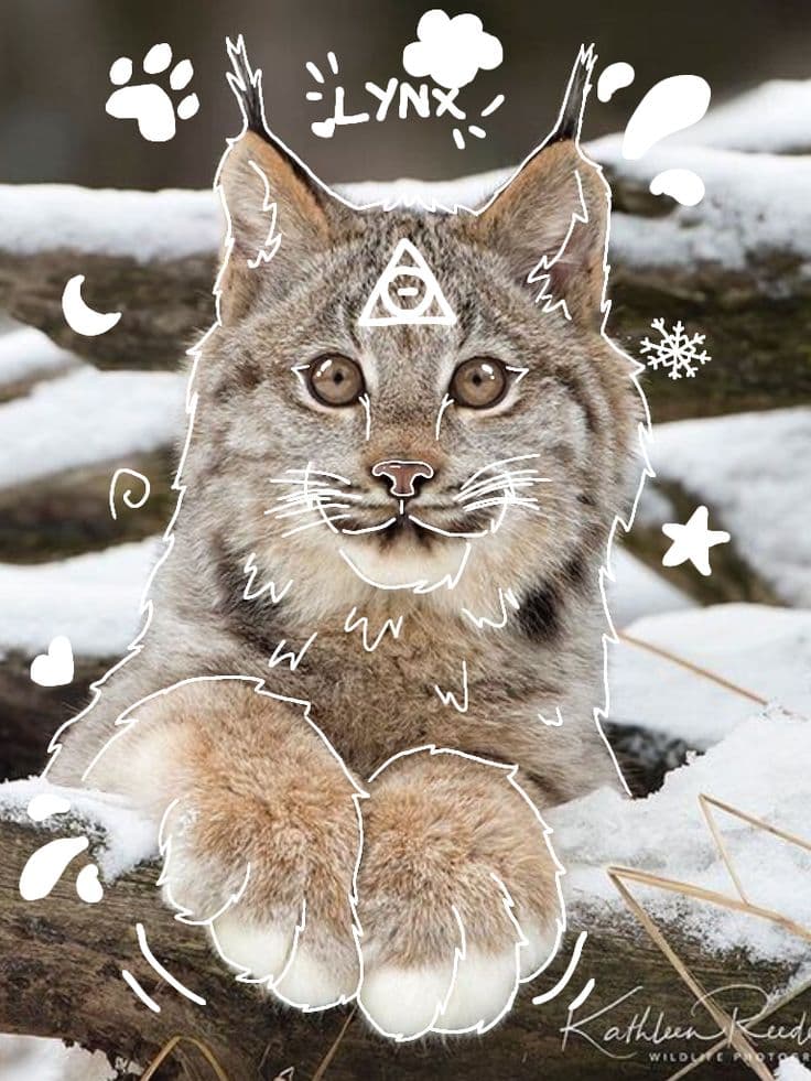 Shifts therian lince en bosque nocturno