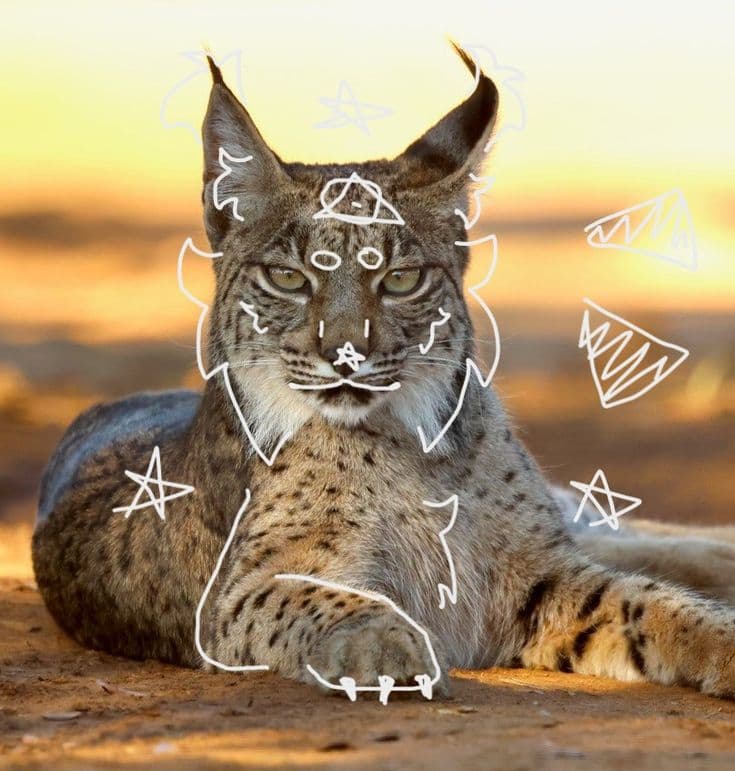 therian lince descansando