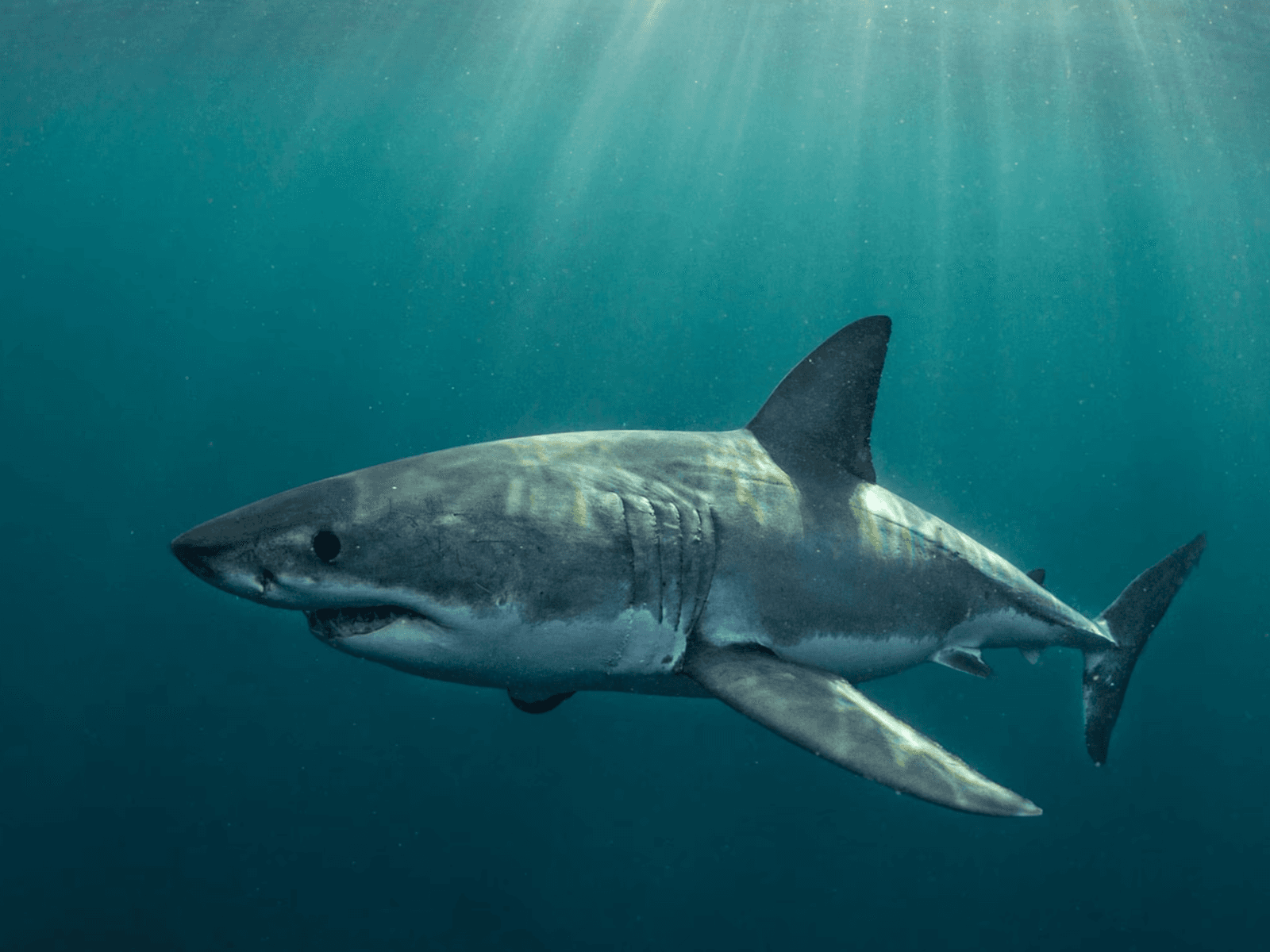 ilustracion de un therian tiburon