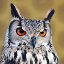 Guía práctica para therians búho