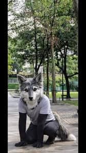 Diferencias therian lobo vs furry