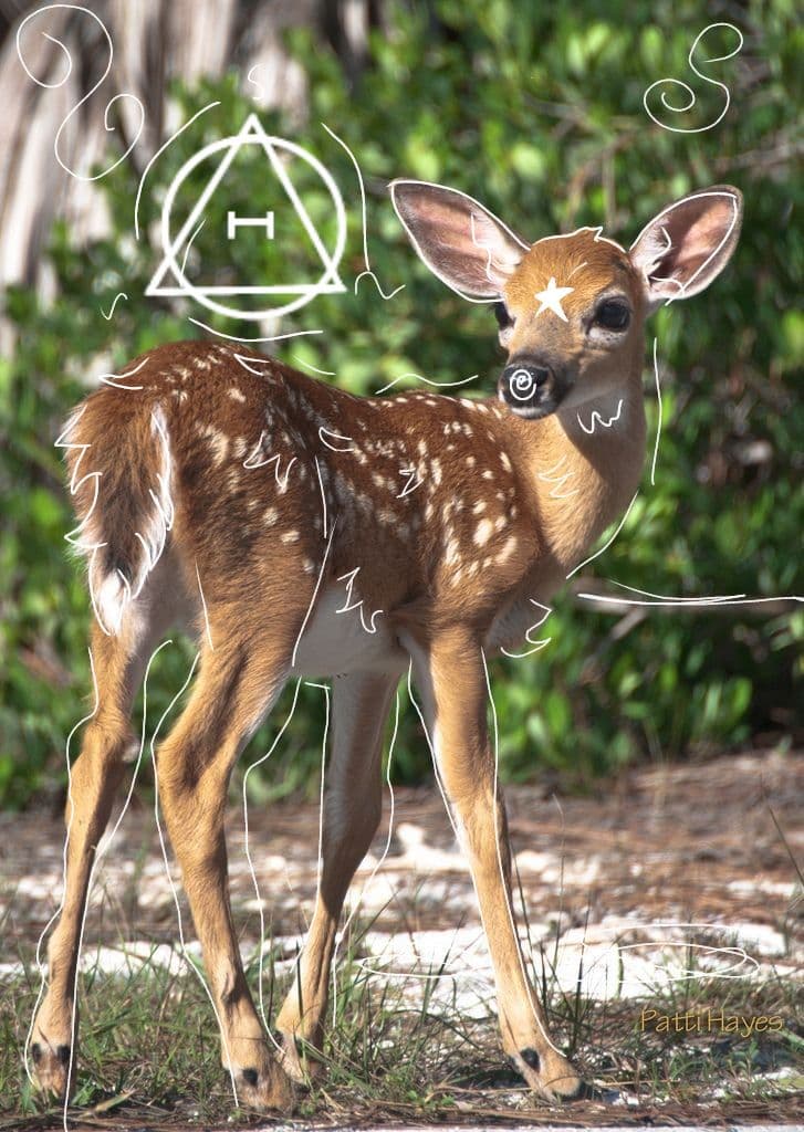 Shifts therian ciervo en bosque