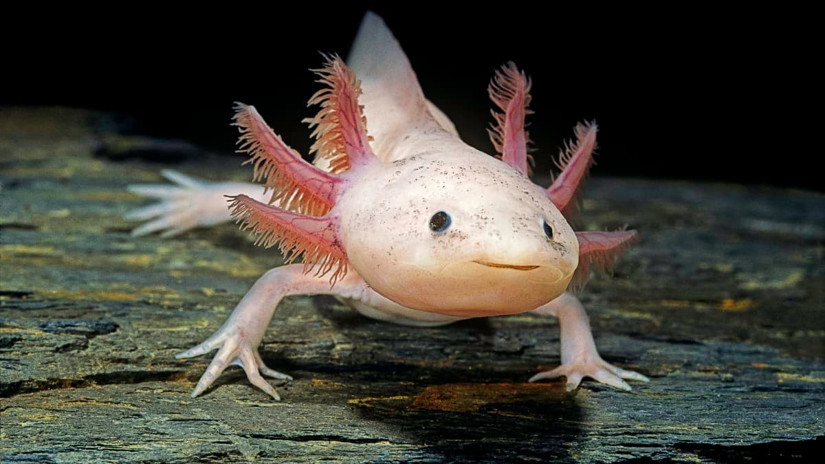 ilustracion therian Axolotl