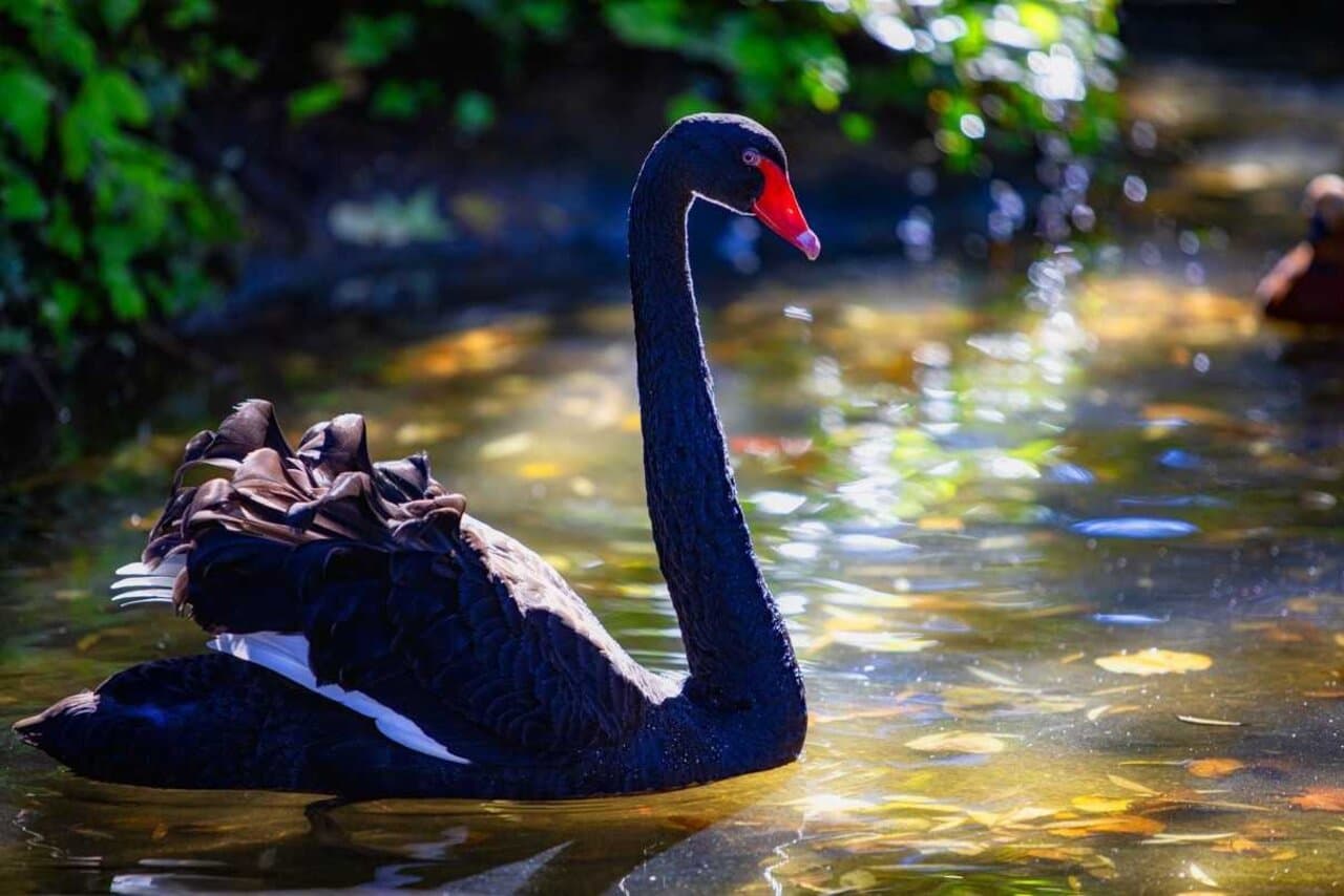 imagen therian cisne 