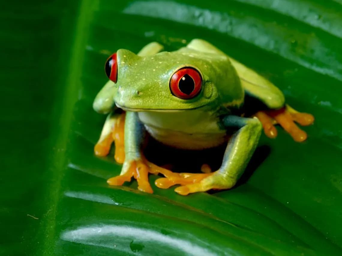 ilustracion rana therian