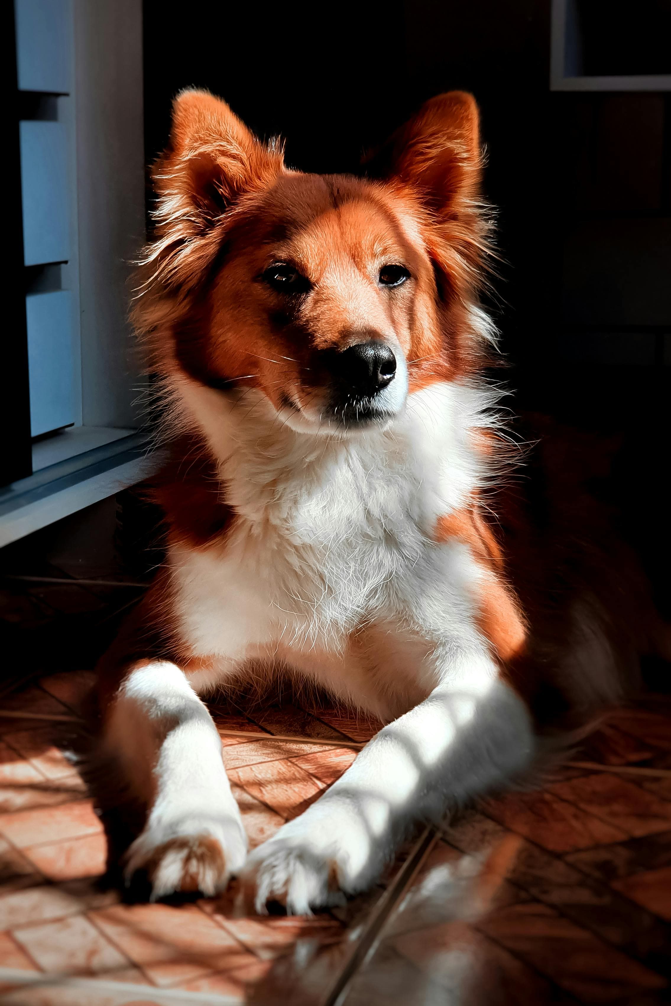 Mascara therian perro