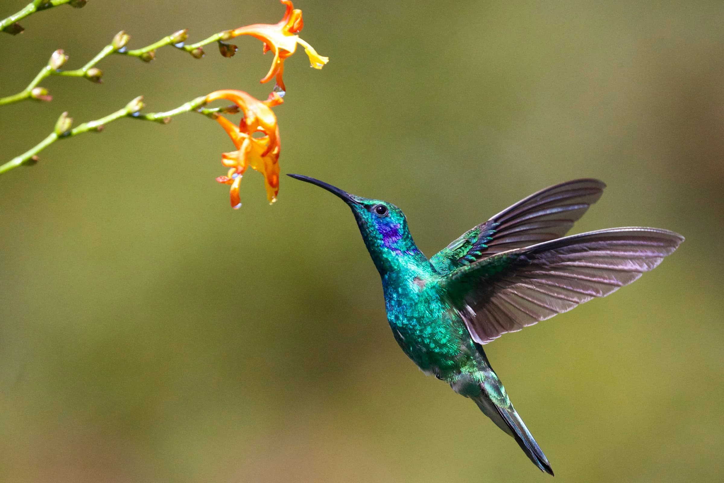 imagen colibri therian