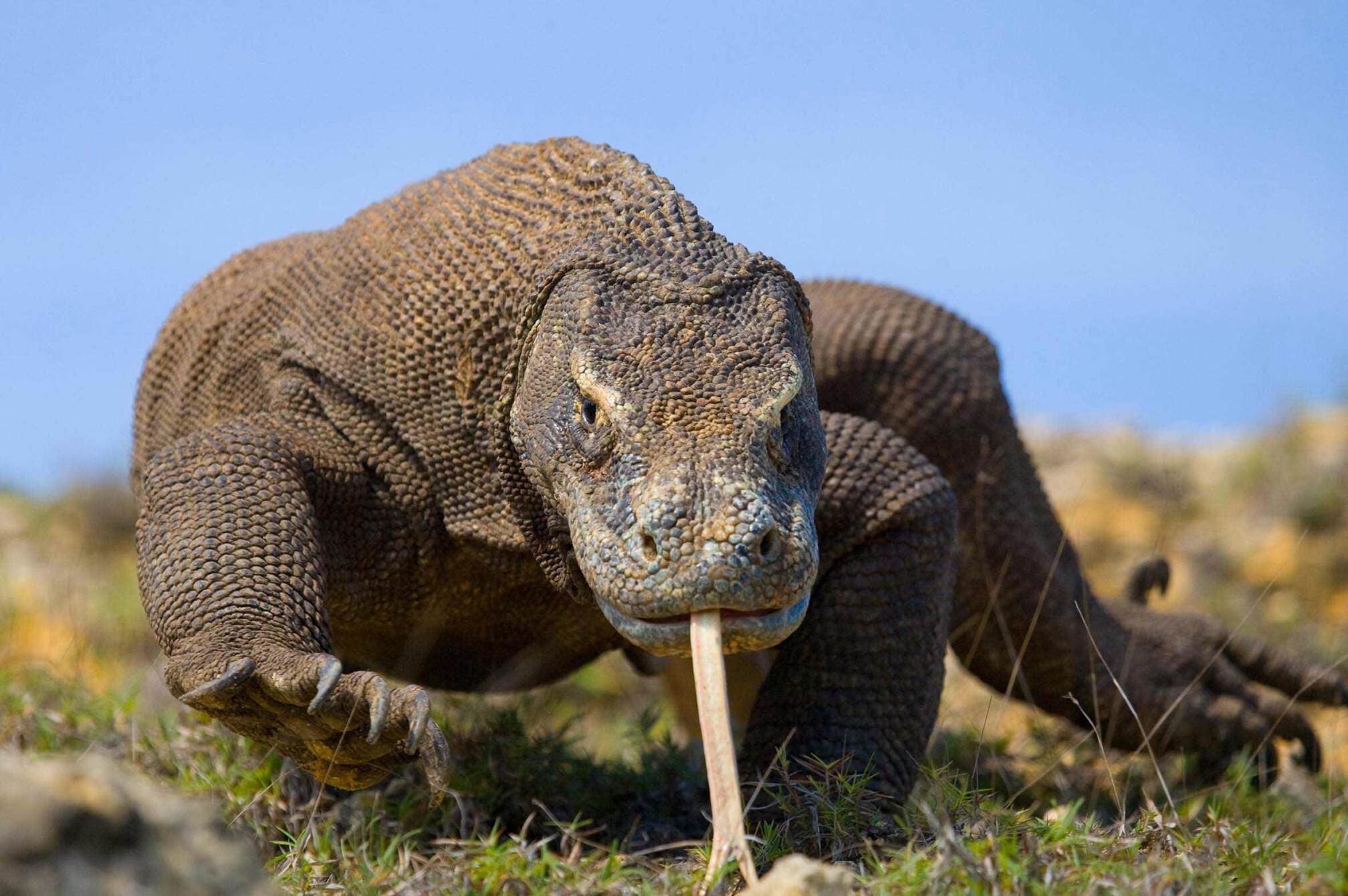 ilustracion de dragon de komodo therian