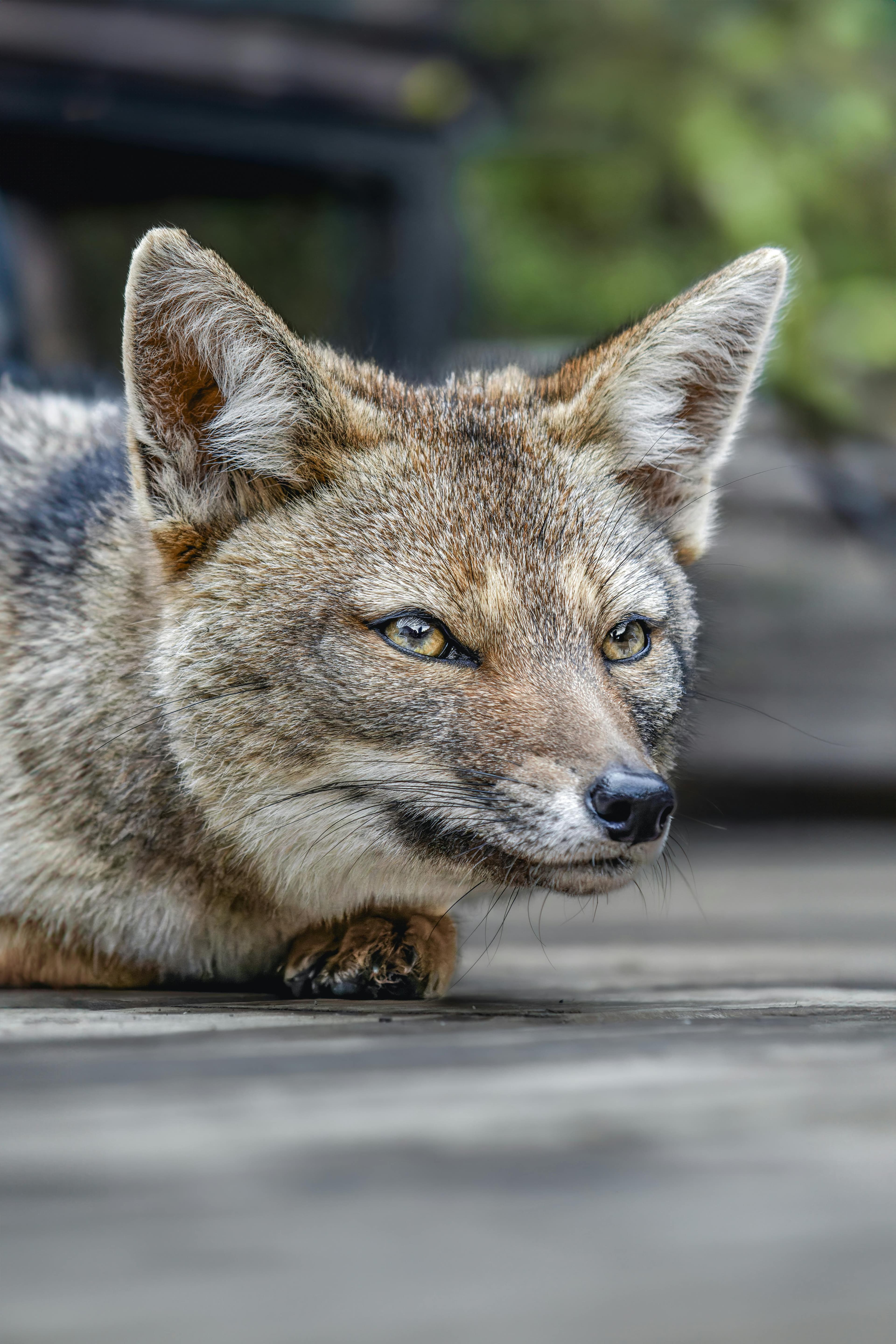 Foto therian zorro naturaleza